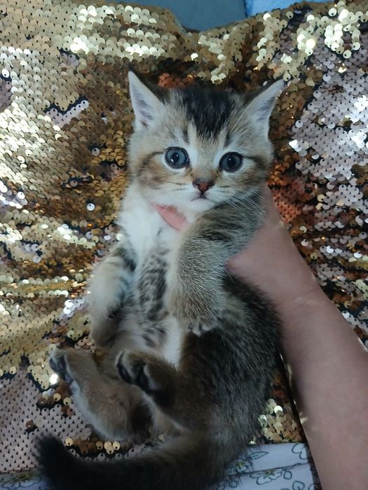 Шикарные котята от правильной вязки