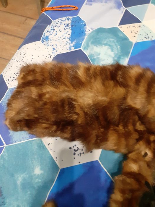 Естествено палто от визон