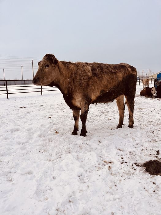 Продам телек живым весом