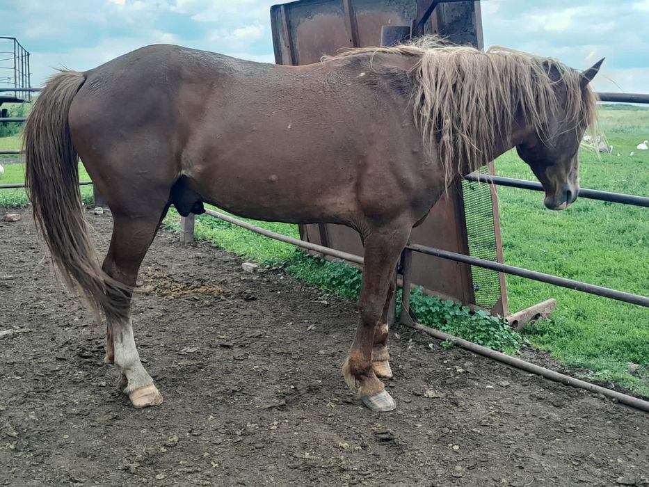 Жеребец полутяжеловоз