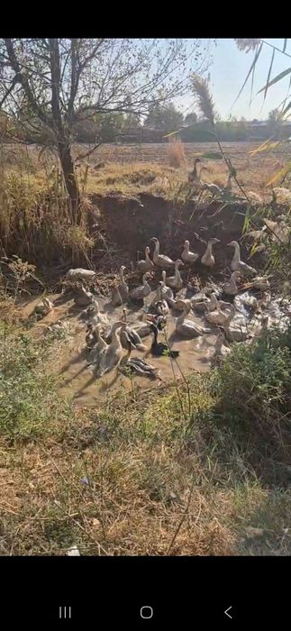 G'oz sotiladi srochni