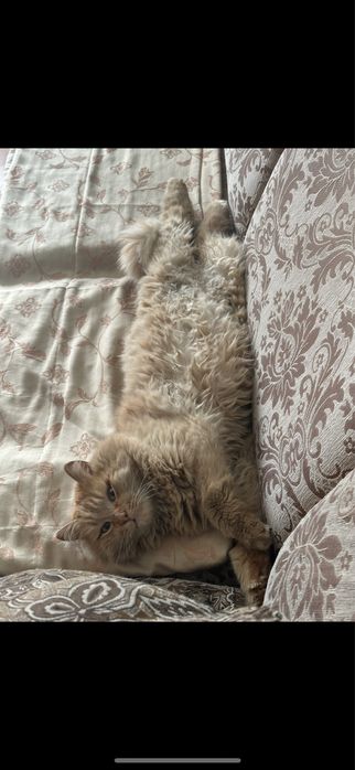 Пропал рыжий кот