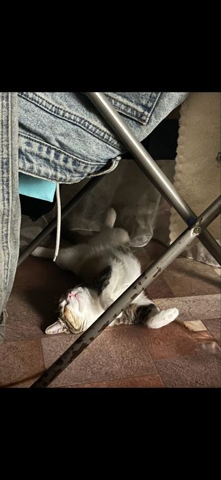 Отдам кошечку в добрые руки