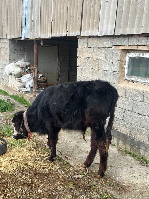 10 oylik Smental buqa sotiladi.