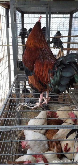 Xo‘roz tovuqlar bor