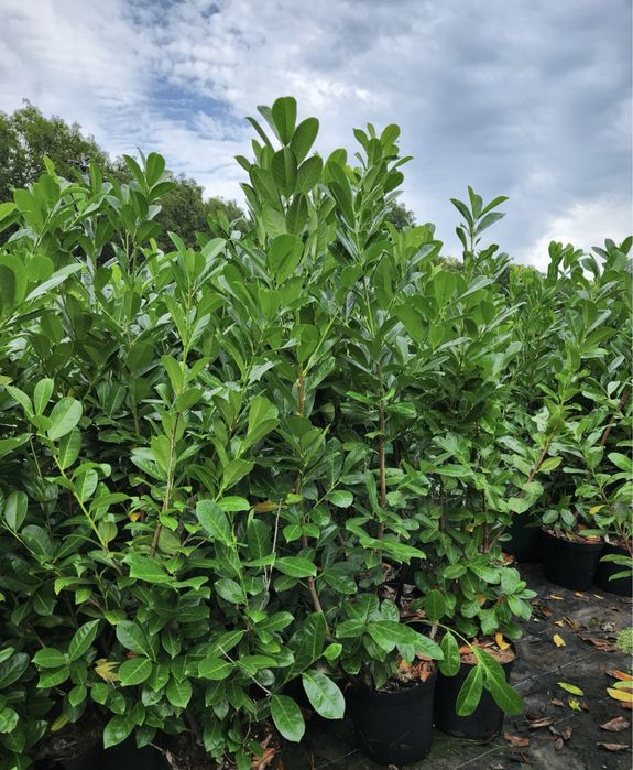 Prunus laurocerasus ideal pentru a forma un gard verde