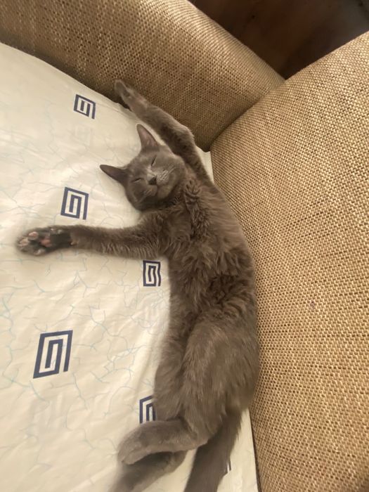 Передержка кошек
