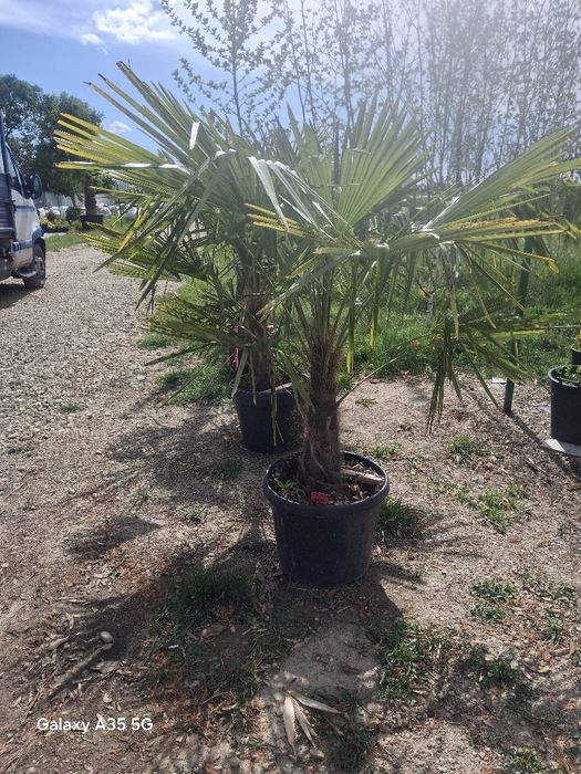 Vând plante ornamentale