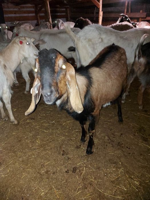 Capre și iede pentru reproducție, Saanen x Anglonubian