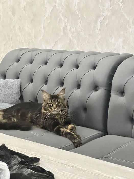 Мейн кун красивый кот!