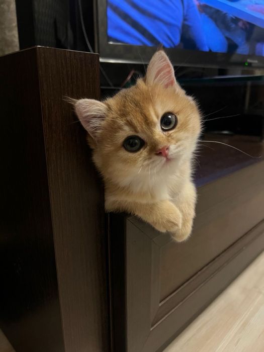 Продается Котята