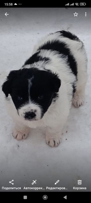 Отдам щенка в добрые руки