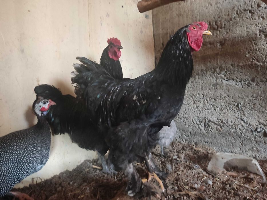 Брамалар ва Джерси гигант