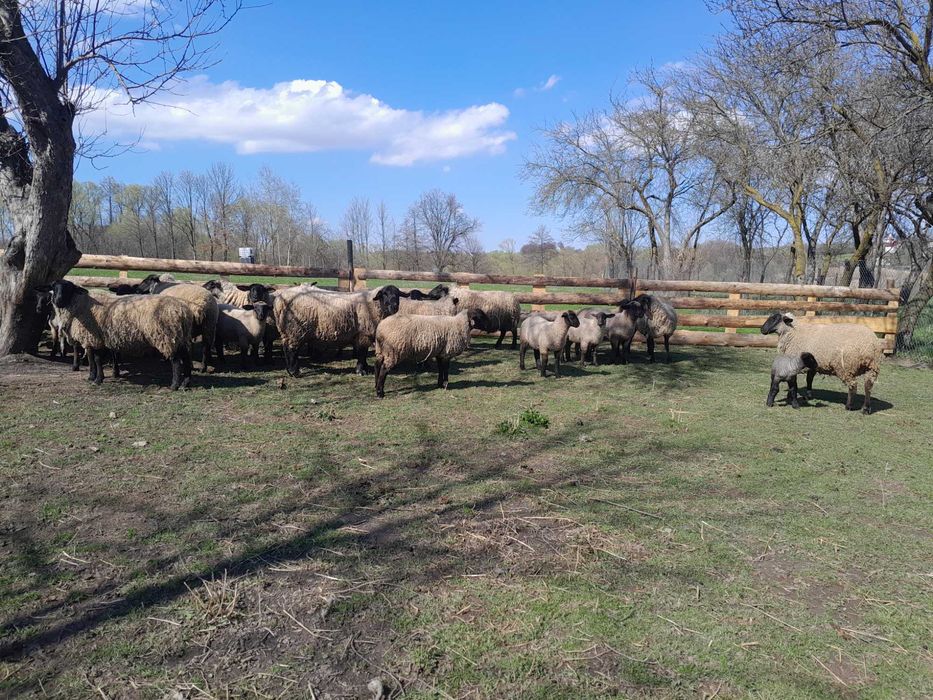 Berbec cu certificat de origine și oi rasa Suffolk