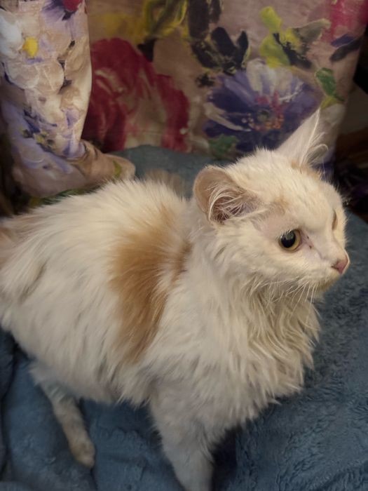 Ласковый котик ищет дом