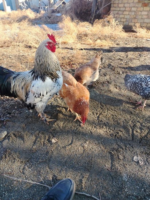 Куриные яйца для инкубатор 200 тг