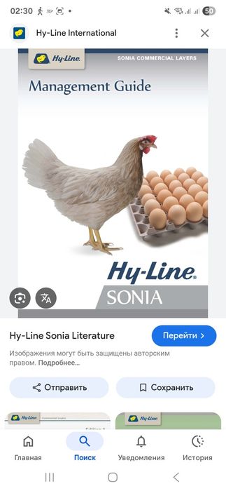 Цыплята 100 % Курочки несушки Хай Лайн соня  и Ломан Сенди Жужалари