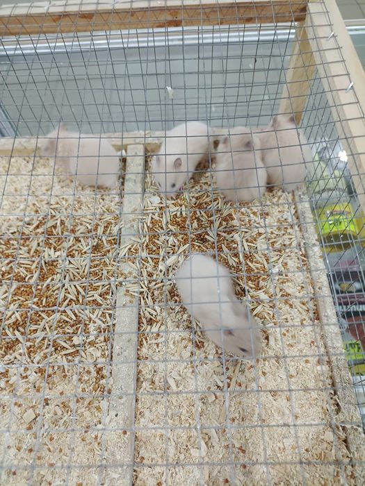 Сирийские Хомяки