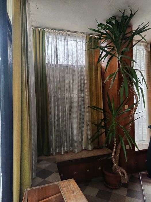 2 броя  Палма Юка -голямата  40€ ,малката 30 €