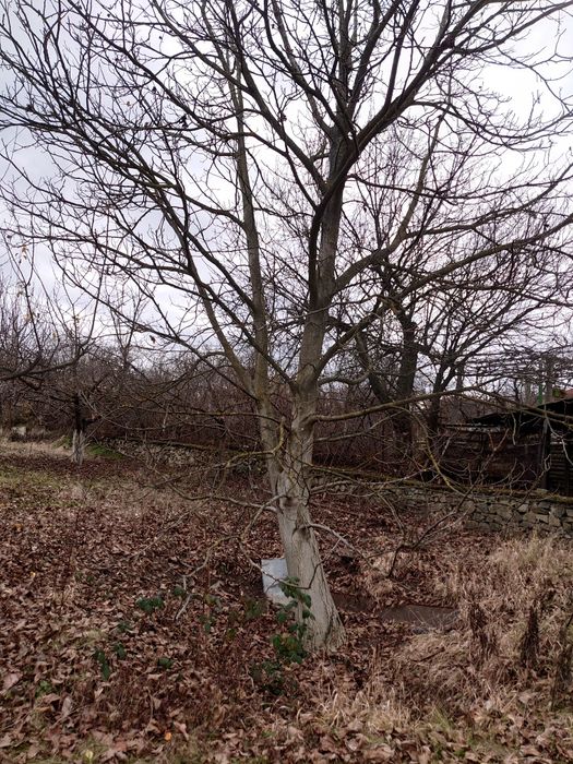 Продава се Парцел в с. Селище, Област Благоевград - 1670 кв.м за 27 €/кв.м - Снимка #10