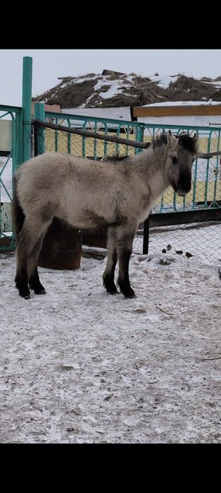 Откормда тұрған жабағылар