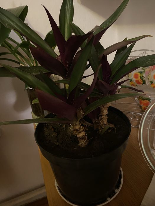 Кошелек денежное дерево