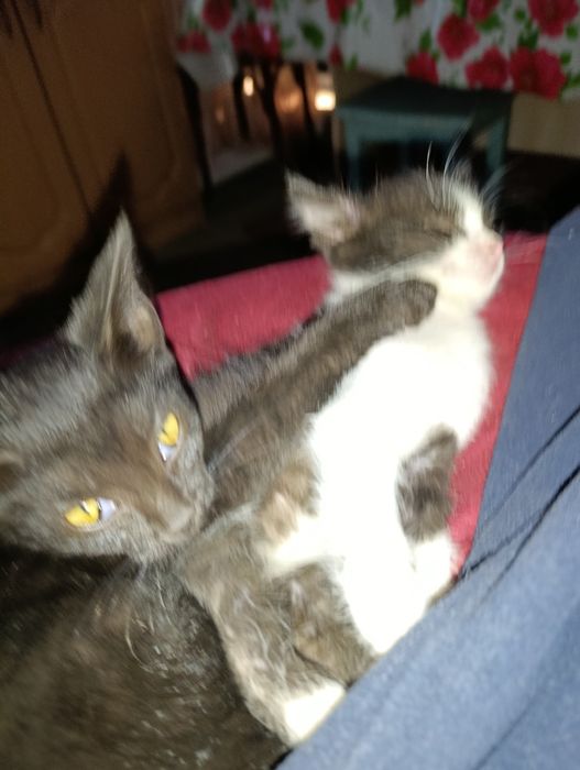 Отдам котят бесплатно