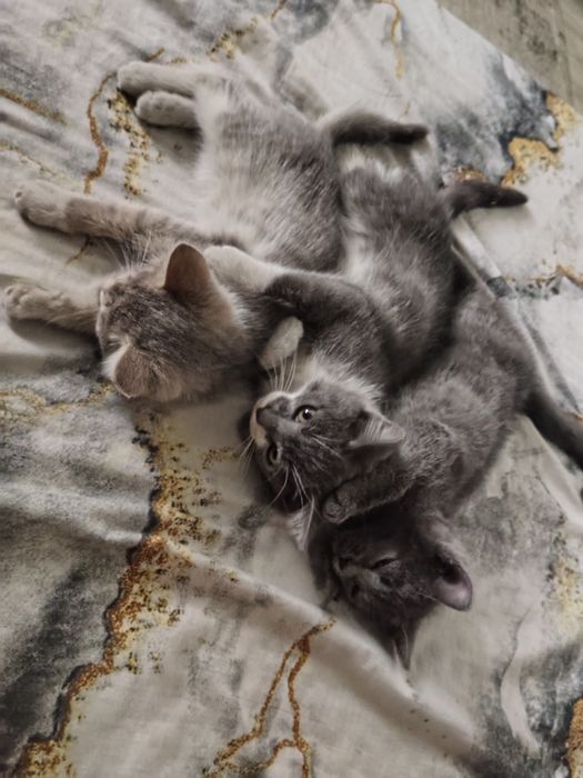 Отдам котят в добрые руки