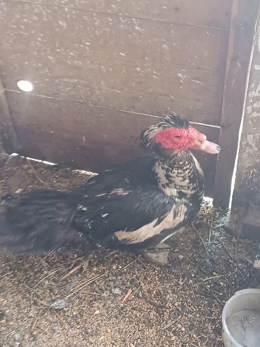 Vând rățoi leșesc de tăiat sau de prăsilă