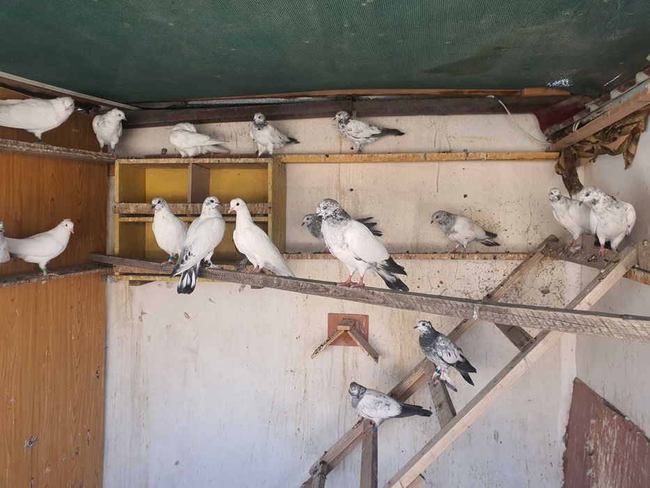 ВЫСОКО-лётных, игровых ИНДОПАКИСТАНСКИХ пискунов. молодых и взрослых.