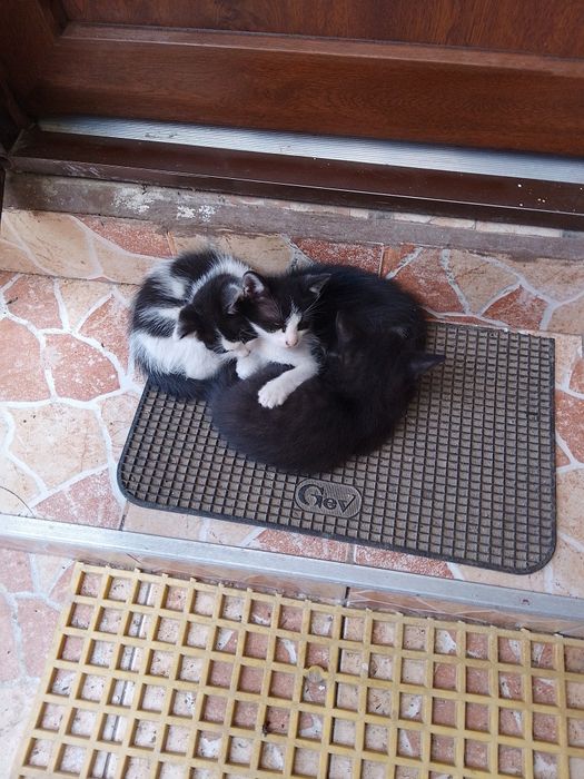 Donez pui de pisica