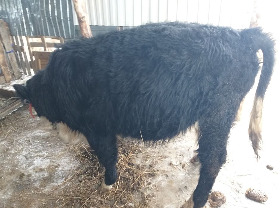 Продам 2 голова подсос