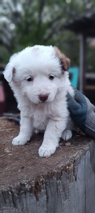 Отдам щенков девочек