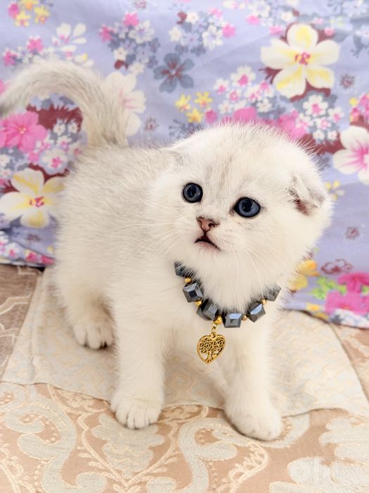 Читокровные котята