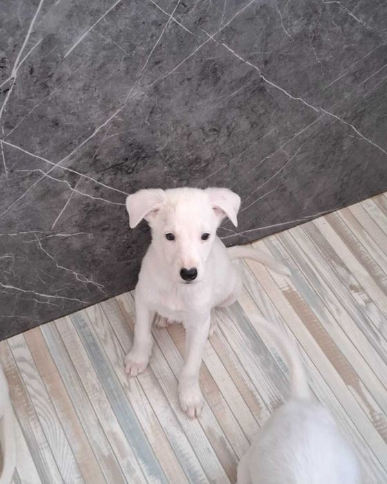 отдам в добрые руки щенков