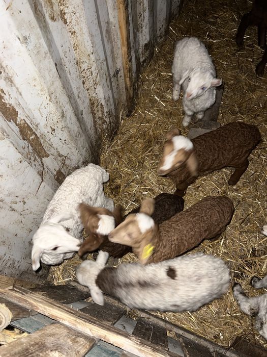 Продам Ягнят Козы