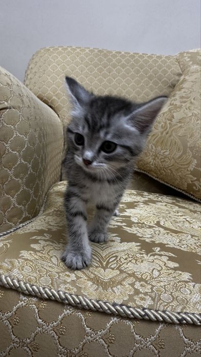 Продается котёнок британской породы
