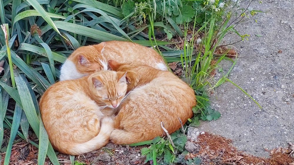 Adoptie pisica blândă și jucăușă la apartament.