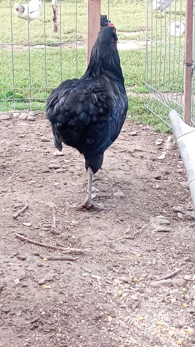 Familie găini Araucana