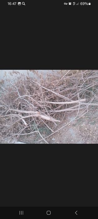 O'tin sotiladi. Tut daraxti.Narhini kelishamiz.