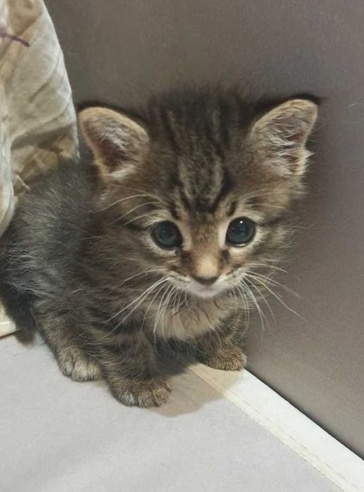 отдам котенка в добрые руки