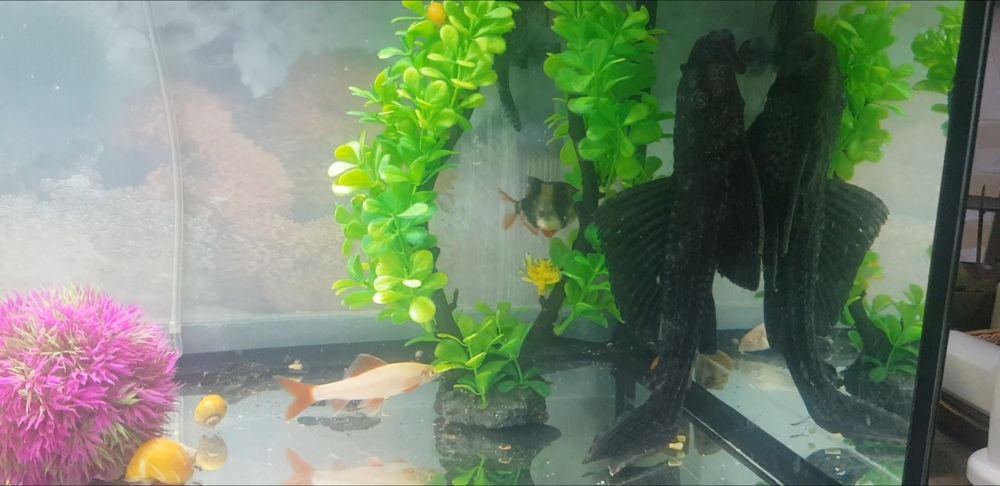 Ancistrus  Pleco Common 25 cm