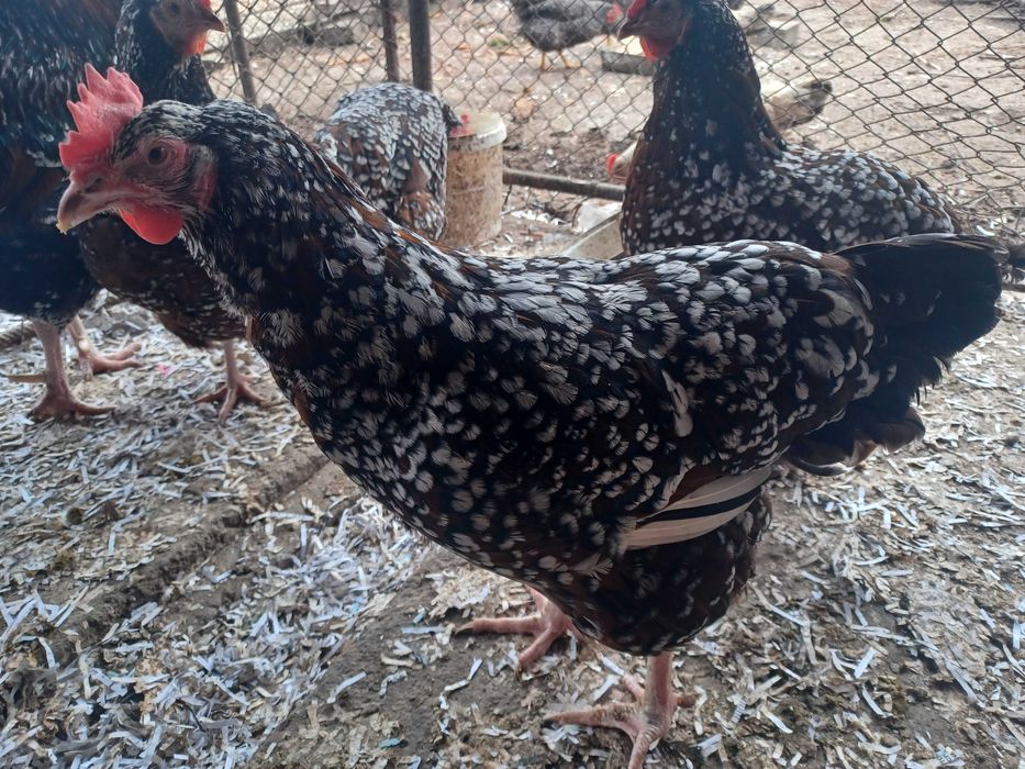 Ouă de sussex porțelan