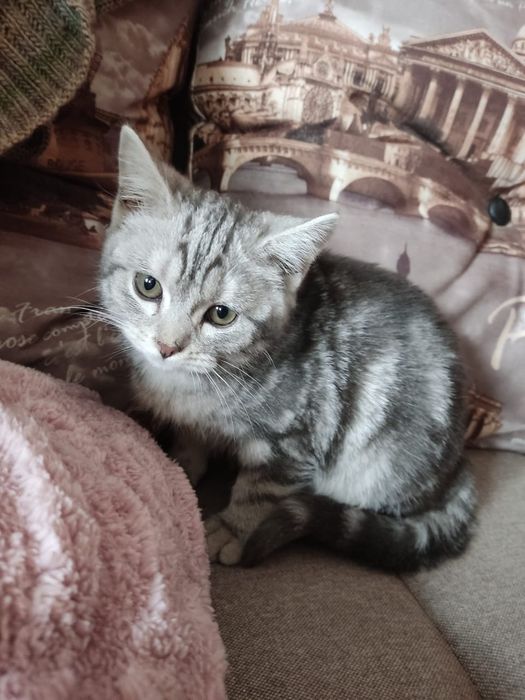 Котенок ищет семью и дом