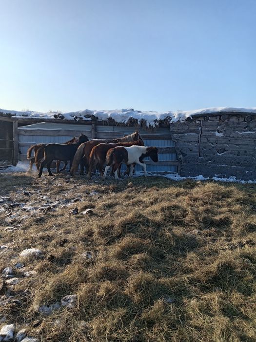 Продам жабагы 4 бас