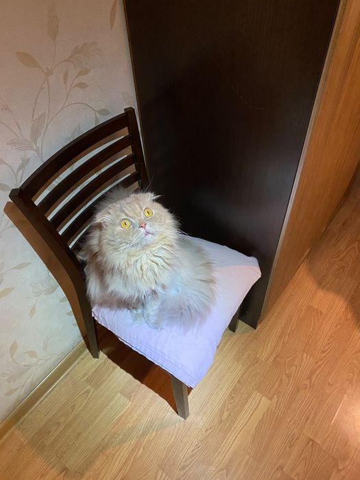 Отдам кота в хорошие руки