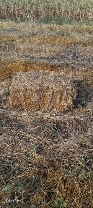 Baloți din paie de grîu