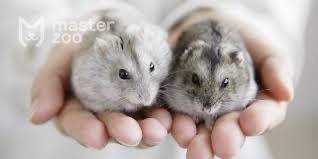 Продам молодых хомячков