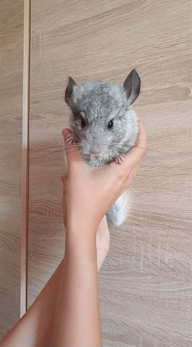 Chinchila pui  3 luni