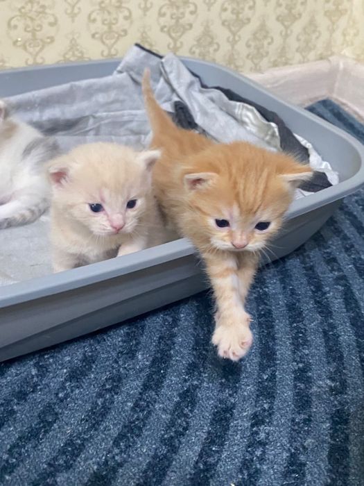 Отдам в добрые руки котят